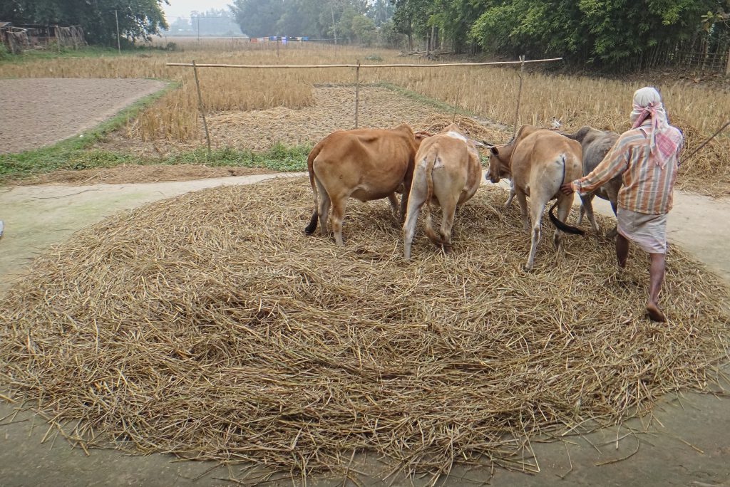 Unraveling the Mystery: What is a Cattle Raid? 