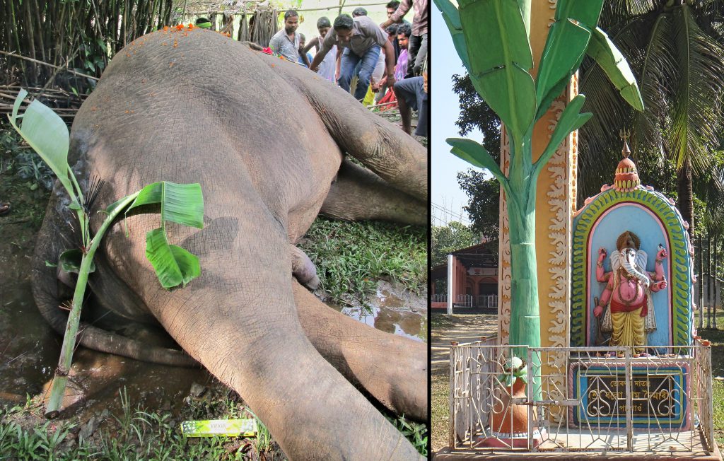 These photos show an elephant covered in white ash during a Hindu religious  ceremony