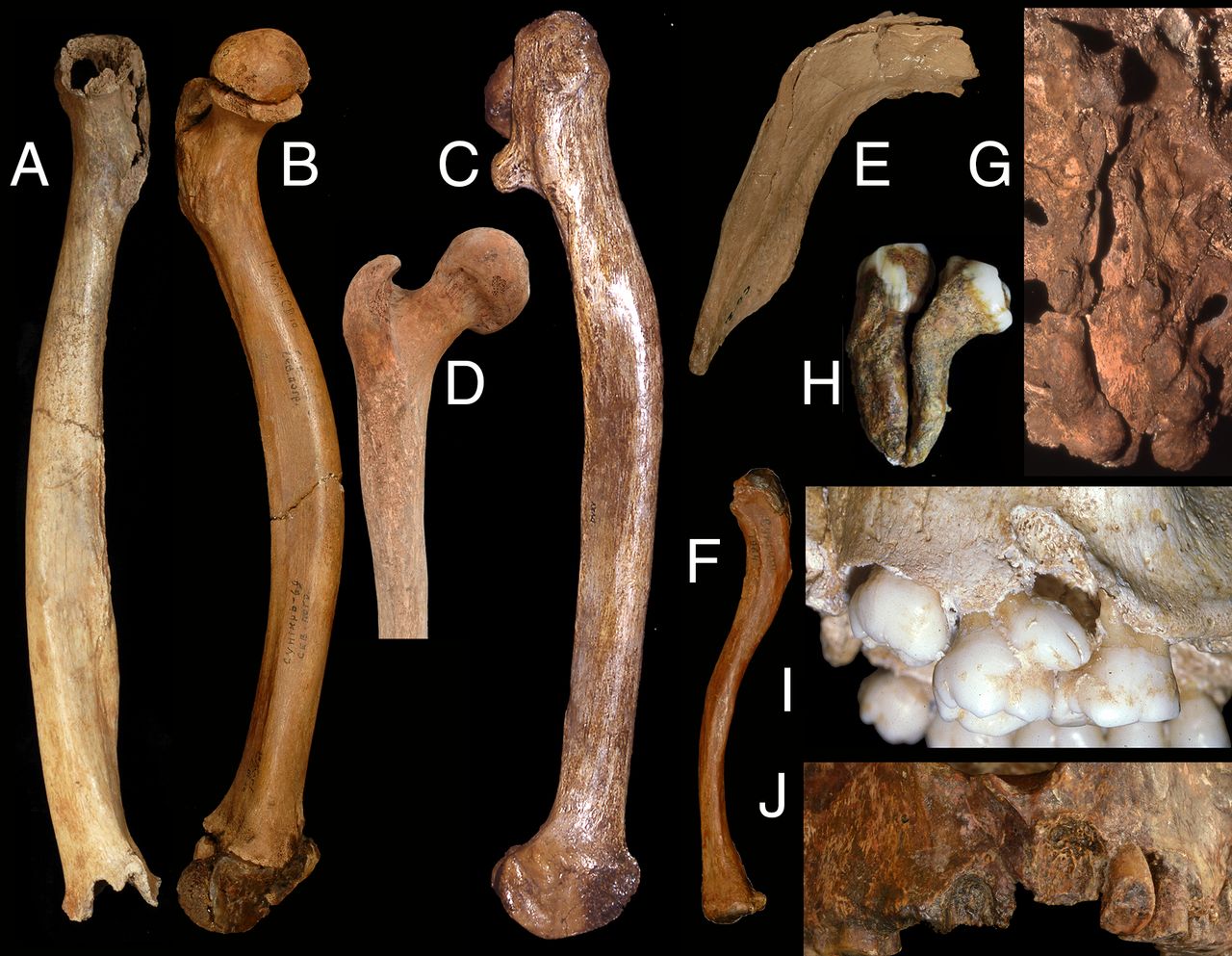 What Neanderthal Bones Reveal About Their Sex Lives Sapiens