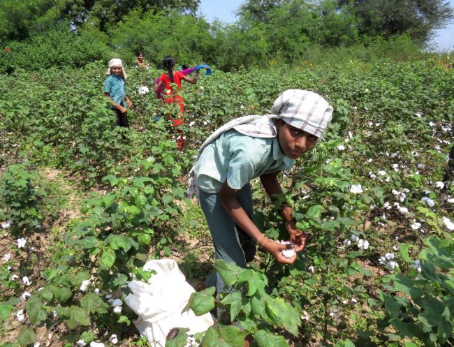 The Growing Market for Organic Cotton