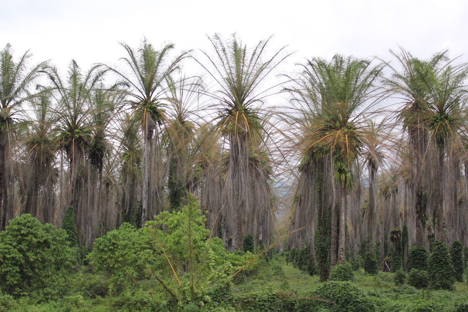 Allying With Parasites to Fight Industrial Oil Palm – SAPIENS