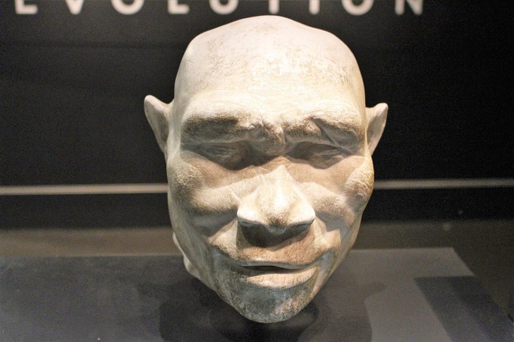 The image shows the front view of a white bust with large brow bones and a bald head.