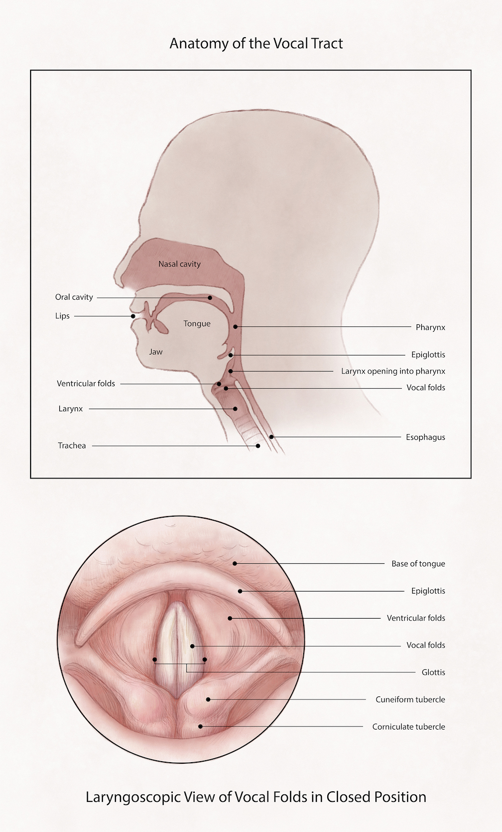 what-s-the-appeal-of-deep-voices-in-men-sapiens