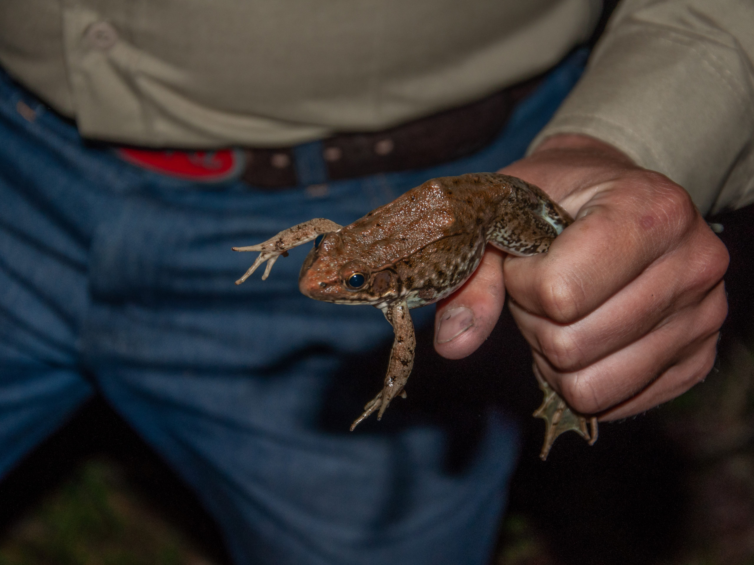 Looking Into the World of Frog Gigging – SAPIENS