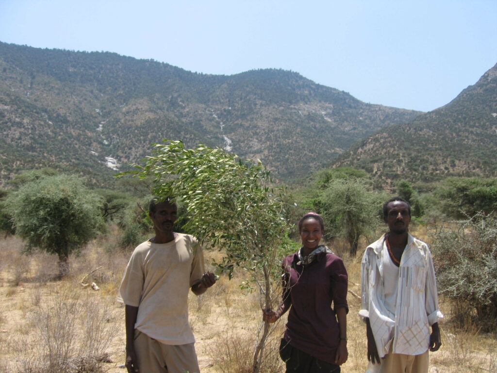 A person wearing a brown shirt holds a large tree branch and stands between two people in khaki pants and light-colored shirts. Dry grasses, trees, and a mountain range are behind them.
