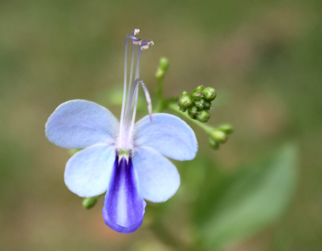 A close-up image shows a purple and white flower with green buds. Green foliage is blurry in the background.
