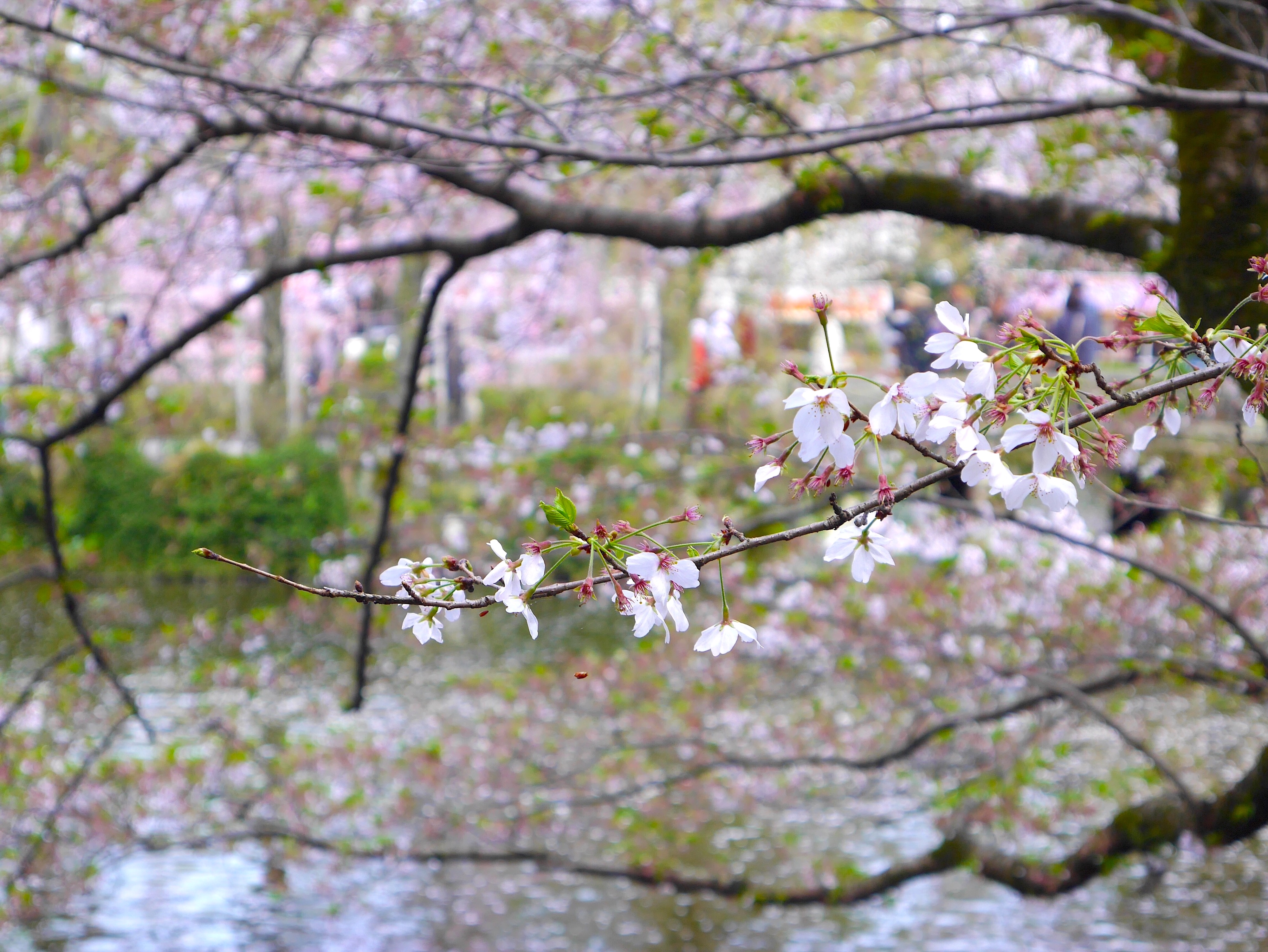 Bucket Cherry Blossoms