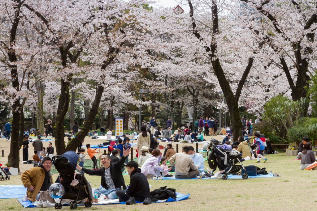 The Human Roots of Japan’s Cherry Blossoms | LaptrinhX / News