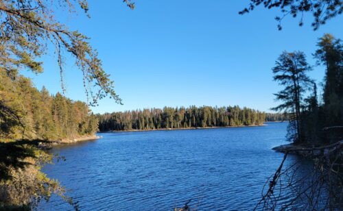 A serene lake is surrounded by a dense forest of evergreen trees. The calm, blue water reflects the clear sky above.