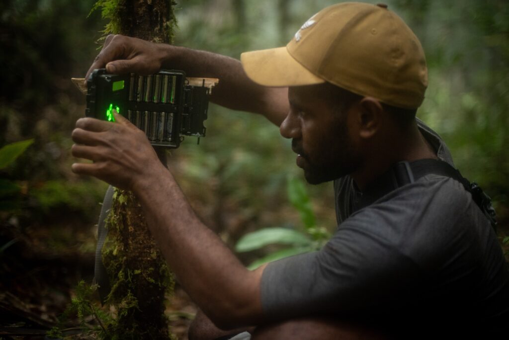 A person wearing a gray T-shirt and tan baseball cap pushes buttons on a camera that is attached to a tree in the forest.