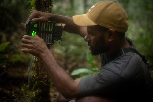 A person wearing a gray T-shirt and tan baseball cap pushes buttons on a camera that is attached to a tree in the forest.