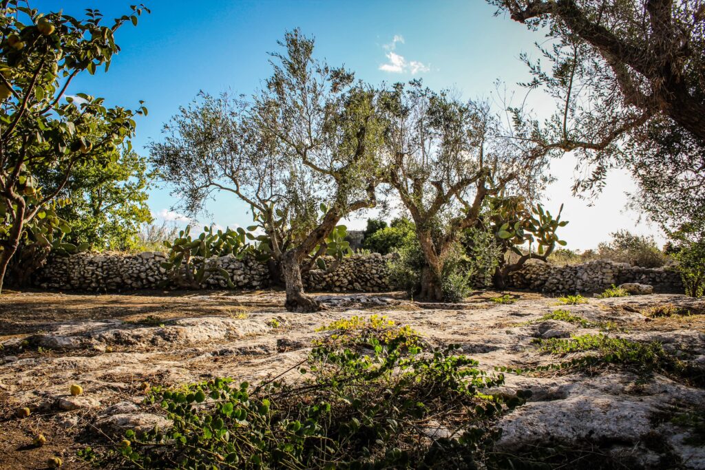 Amid a rocky landscape, a grove of gnarled olive trees stands under a nearly cloudless blue sky.