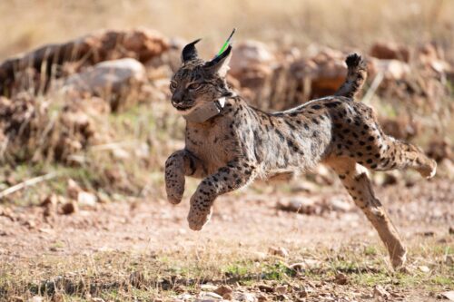 A tawny, black-spotted lynx wearing a radio collar sprints across a rocky, beige landscape studded with tufts of green grass.