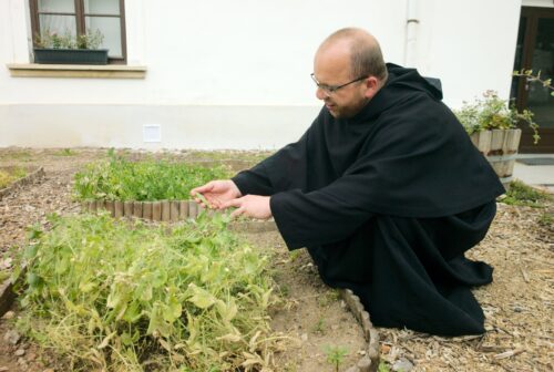 A person wearing a black robe crouches beside a white building to tend to a bed of pea plants.