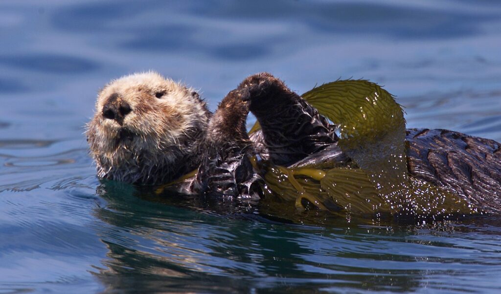 A furry-faced animal swims on its back in calm waters.