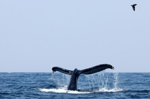 A whale’s tail appears above the water, creating white foam as it splashes on the ocean’s surface. A small bird flies in the background.