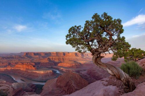 A gnarled tree stands on a reddish cliff, beyond which stretches a landscape of deeply hued sandstone plateaus that an ox-bowed river cuts through.