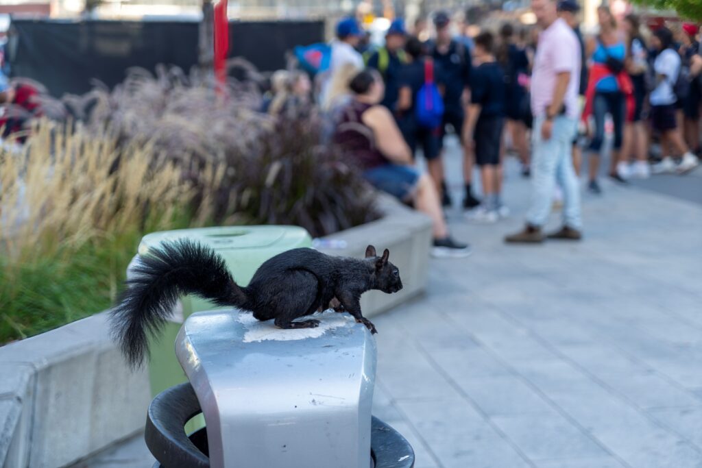 A black squirrel sits atop a trash can in a busy urban setting, with a crowd of people out-of-focus in the background.