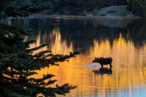 A large moose stands in the shallow waters of a lake at sunset, with the water reflecting vibrant golden and orange hues.