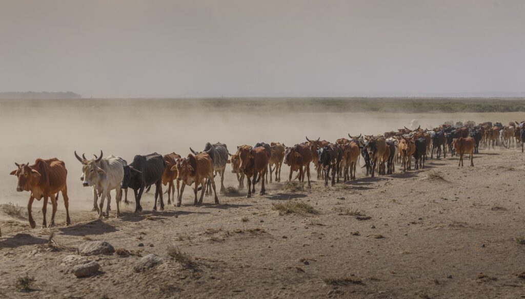 A line of cattle travel across a dry desert landscape, kicking up dust.