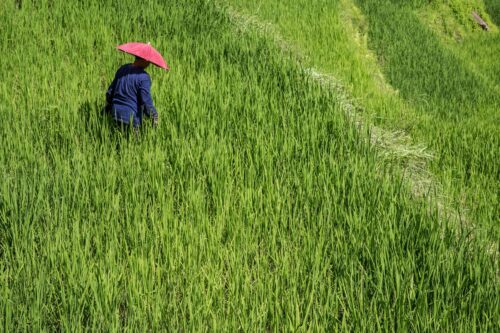 A person wearing a dark blue shirt and a red umbrella hat walks through a lush field of tall green grasses.