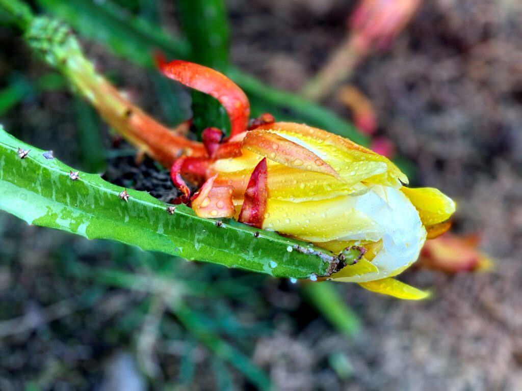 A close-up view shows a yellow flower bud partially opening, adorned with red sepals, covered in dewdrops, and set against a blurred dirt background.