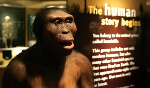 An ape-like mannequin, with protruding facial features and a body covered in fur, stands in a museum exhibition under dramatic lighting. Next to it, a text panel starts, “The human story begins.”