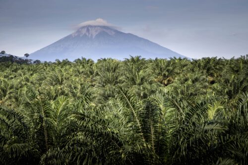 A mountain looms beyond a green field of palm trees.