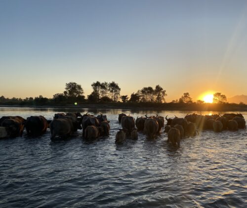 Buffalo stands in water that reaches to the animals’ chests. The sun sets on the horizon, illuminating the rippling surface of the water. Trees are visible in the background.