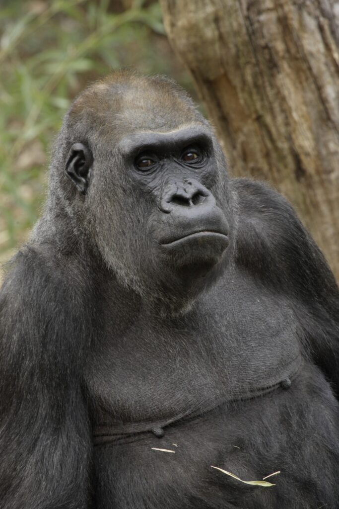 A gorilla sits upright and looks into the distance with an expression of solemn dignity. A tree trunk and foliage are visible in the background.